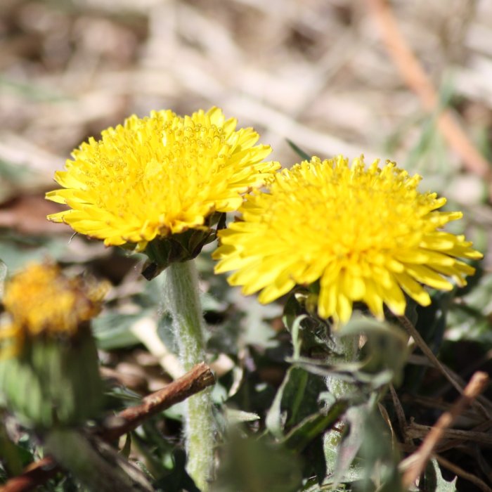 Bilder wohnzimmer pusteblume